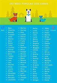 What are Unique Pet Names