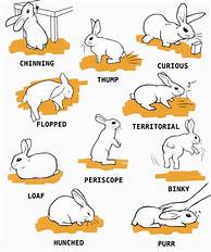 What Do You Need for a Pet Rabbit