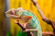 What is an Exotic Pet?