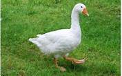 Where Can I Buy a Goose as a Pet?