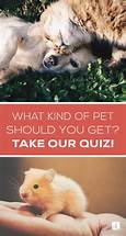 Where to Get a Pet: A Complete Guide to Finding Your Perfect Furry Friend