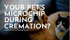 What Happens to a Microchip When a Pet Is Cremated?