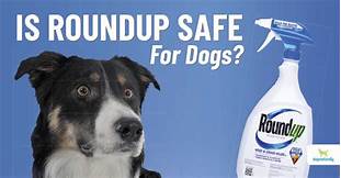 Is Roundup Safe for Pets After It Dries?