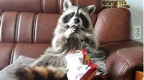 What to Feed Raccoons as Pets