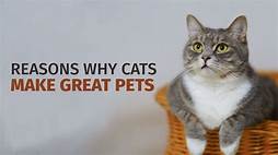 Why Are Cats Great Pets?