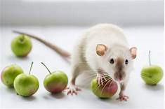 What Do Rats Eat as Pets?