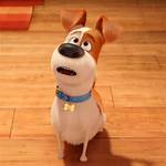 Who Plays Max in Secret Life of Pets?