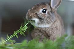 What Should Pet Rabbits Eat?