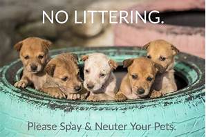 Why Should You Spay and Neuter Your Pets?