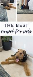 What Carpet Is Best for Pets?