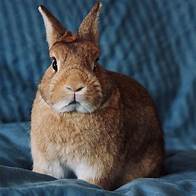 Where to Buy a Pet Rabbit Near Me