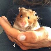 Why Are Hamsters Good Pets?