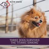 Were There Pets on the Titanic?