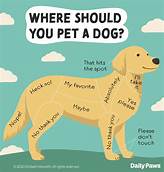 Where Do Dogs Like to Be Pet?