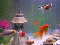 What is the Best Fish to Get as a Pet?