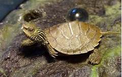 Where Can I Get a Pet Turtle?