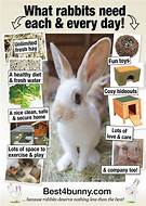 What Do Pet Rabbits Need?