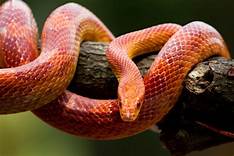 What Do Pet Corn Snakes Eat?