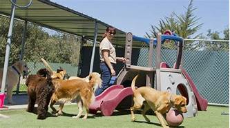 What is a Pet Boarding Service?