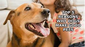 Why Dogs Are Great Pets
