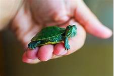 Is Turtle a Good Pet?