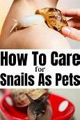 What to Feed Pet Snails