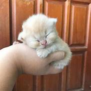 Where Can I Buy a Pet Kitten?