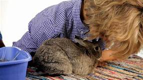 Where to Get Rid of Pet Rabbits