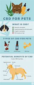 Where to Get CBD for Pets