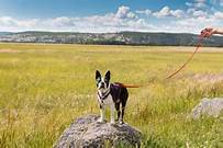 Is Yellowstone National Park Pet Friendly?