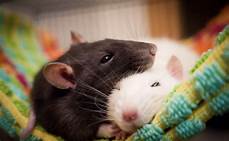 Why Rats Are Good Pets