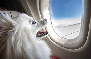 What Airlines Are Pet Friendly?