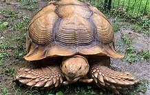 What Is the Best Tortoise to Have as a Pet?