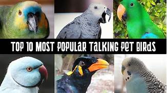 What Pet Birds Talk?