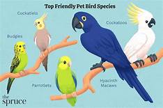 Where to Buy Pet Birds Near Me: A Comprehensive Guide