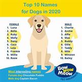 What to Name Your Pet