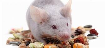 What to Feed Pet Mice