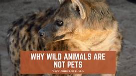 Should Wild Animals Be Kept as Pets?