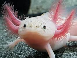 Where to Buy an Axolotl Pet