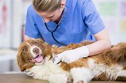 What is Pet Care?