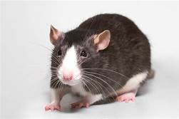 Where Can I Buy a Pet Rat Near Me?