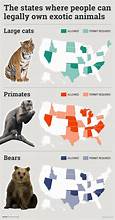 What States Allow Exotic Animals as Pets?