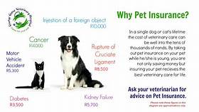 Should You Have Pet Insurance?