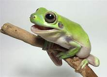 Where Can I Buy a Frog For a Pet?