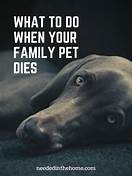 What to Do When Your Family Pet Dies