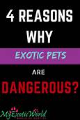 Why Owning Exotic Pets Should Be Illegal