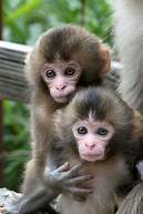 What Are the Best Pet Monkeys?