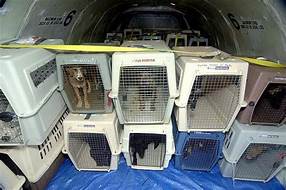 Which Airlines Let Pets Fly Free?