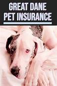 What Does Embrace Pet Insurance Cover?