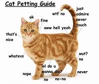 Why Do Cats Like Getting Pet?